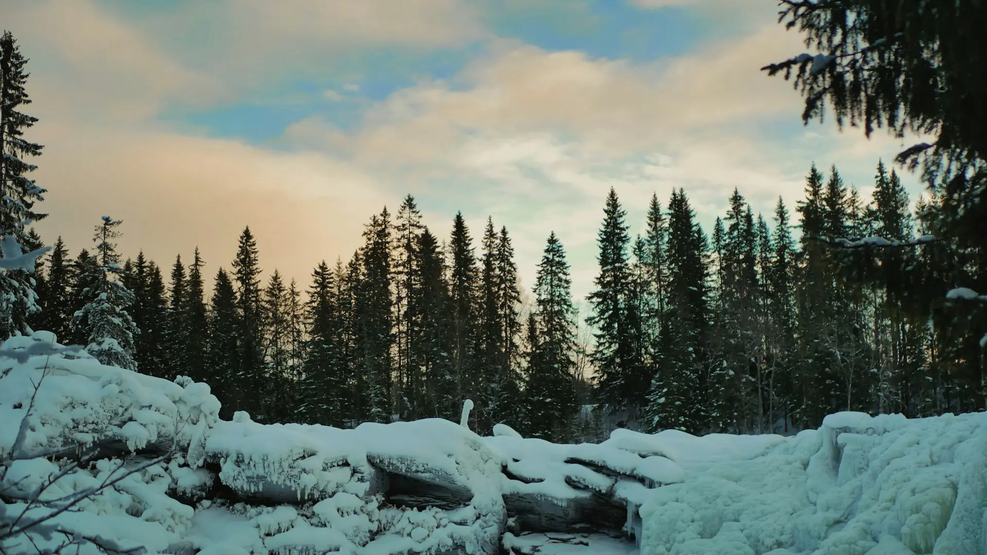a snowy landscape with trees and rocks
