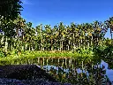 unsplash_wslZ2dG9D1U_kerala.jpg.jpg.jpg.jpg.jpg.jpg.jpg.jpg.jpg.jpg.jpg.webp