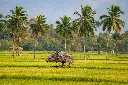 unsplash_nZu8lzfVFw4_kerala.jpg.jpg.jpg.jpg.jpg.jpg.webp