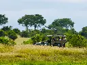 unsplash_0z4ZI9fdQiM_safari.jpg.jpg.webp