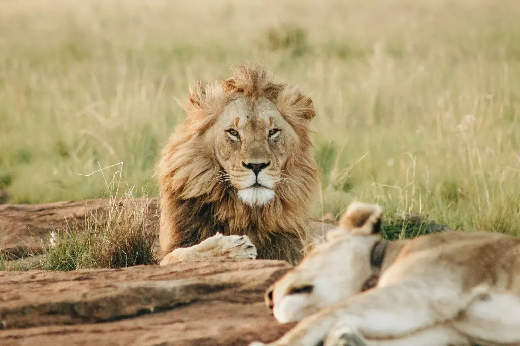 unsplash_VfdOzbZkW1w_safari.jpg.webp