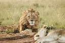 unsplash_VfdOzbZkW1w_safari.jpg.webp