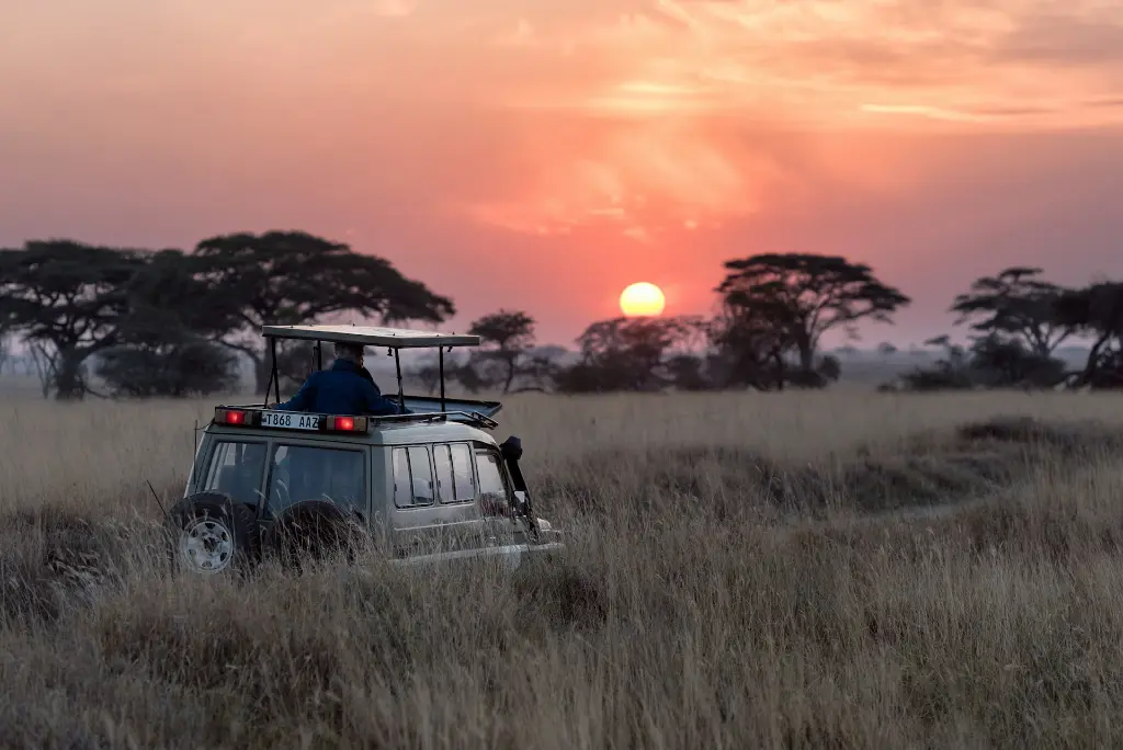 unsplash_0LwfbRtQ-ac_safari.webp