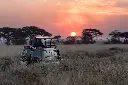 unsplash_0LwfbRtQ-ac_safari.webp