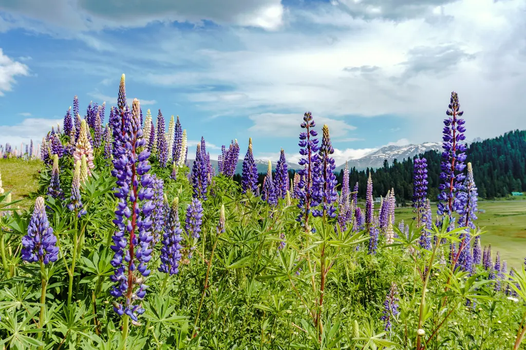 unsplash_4TgTWo1VJek_kashmir.jpg.jpg.jpg.jpg.jpg.jpg.jpg.jpg.jpg.jpg.jpg.webp