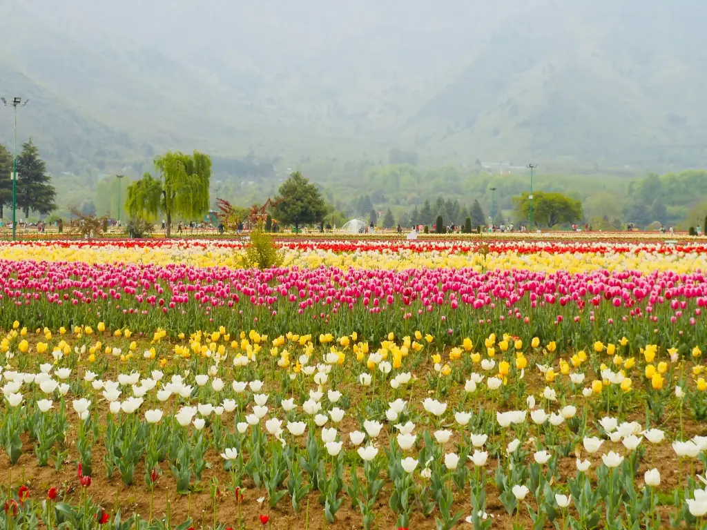 unsplash_g9wFEJv2pA4_kashmir.jpg.webp