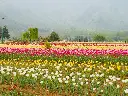 unsplash_g9wFEJv2pA4_kashmir.jpg.webp