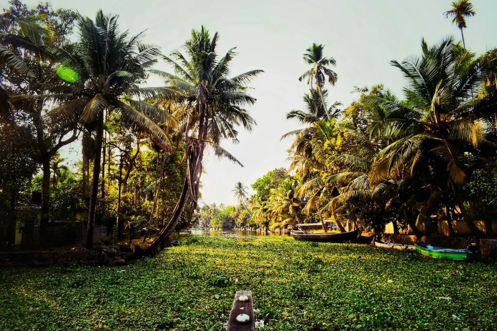 unsplash_Cge00rCI62Y_kerala.jpg.jpg.jpg.jpg.jpg.jpg.jpg.webp