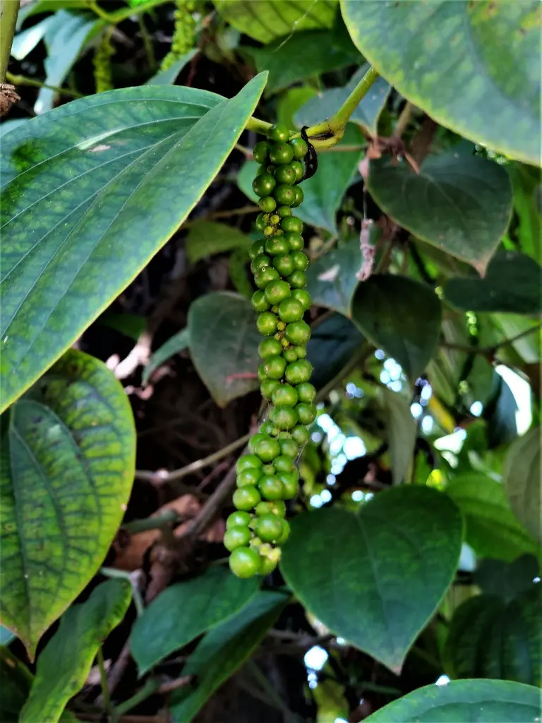 unsplash_FbW2r_TelCU_kerala.jpg.jpg.jpg.jpg.jpg.jpg.webp