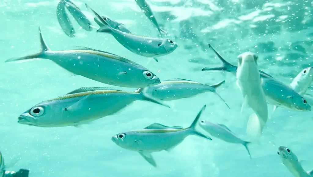 unsplash_gs5q26bkUpw_Lakshadweep.jpg.jpg.jpg.jpg.jpg.jpg.webp