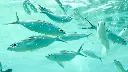 unsplash_gs5q26bkUpw_Lakshadweep.jpg.jpg.jpg.jpg.jpg.jpg.webp