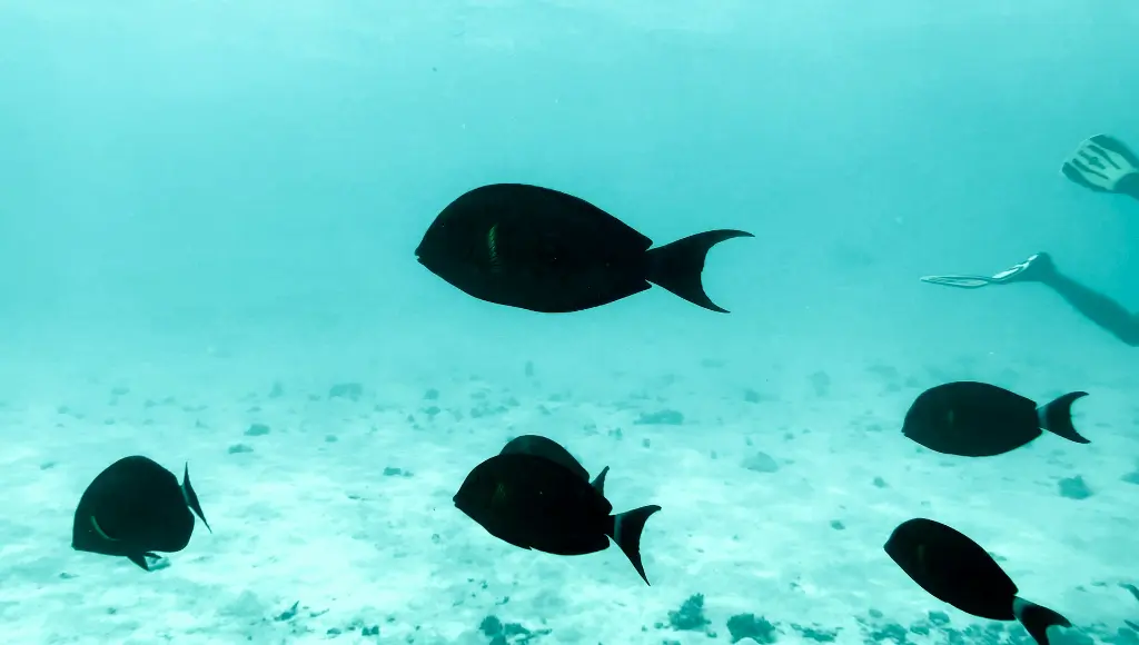 unsplash_a1LUwxilaK4_Lakshadweep.jpg.jpg.jpg.webp