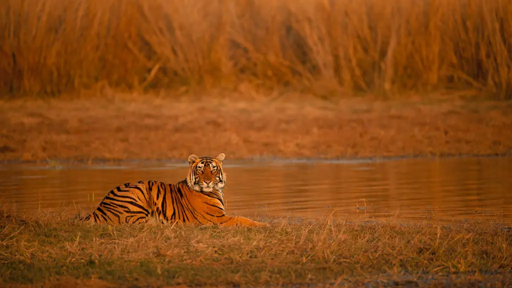 unsplash_vY10lHXZF2o_Ranthambore.jpg.jpg.webp