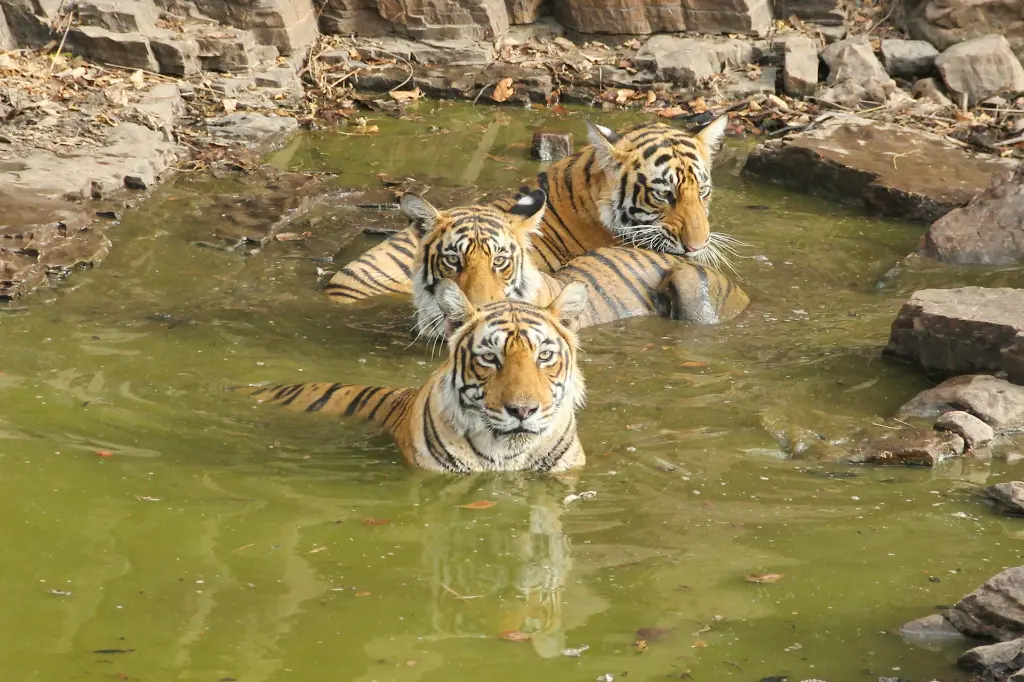 unsplash_P7--kknnejI_Ranthambore.webp