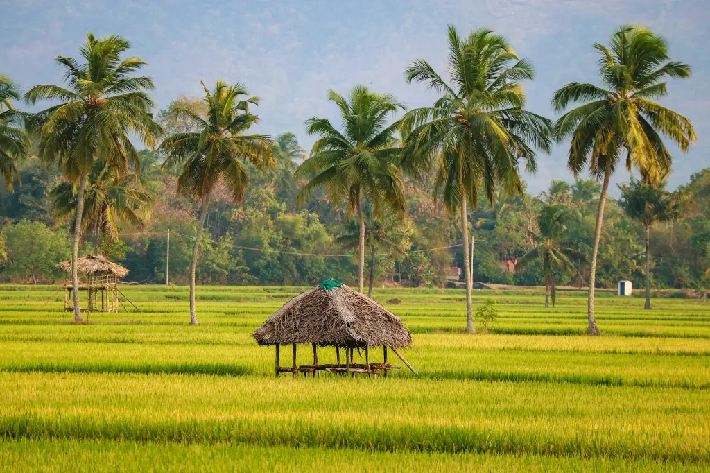 unsplash_nZu8lzfVFw4_kerala.jpg.jpg.jpg.jpg.jpg.jpg.webp