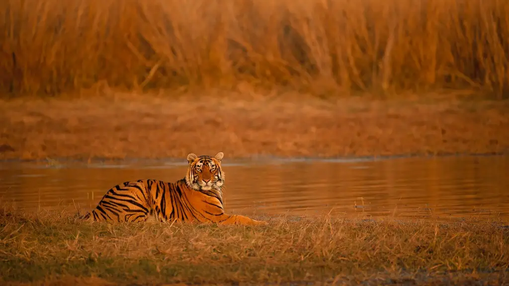 unsplash_vY10lHXZF2o_Ranthambore.jpg.jpg.webp