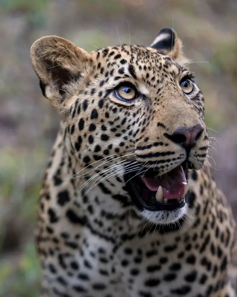 unsplash_GfmSiDMrYmI_Ranthambore.jpg.jpg.jpg.jpg.jpg.jpg.jpg.webp
