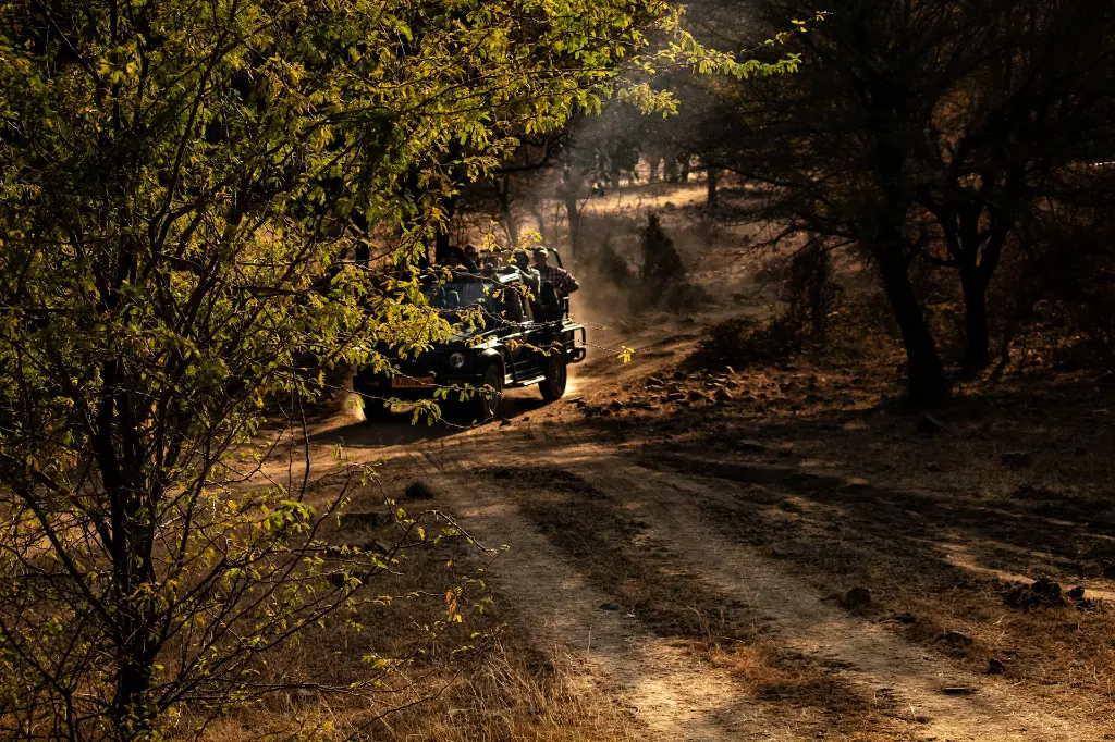 unsplash_rs5tqPD3YpM_Ranthambore.jpg.jpg.jpg.jpg.jpg.webp
