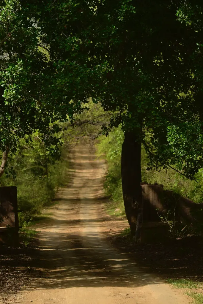 unsplash_nG9wG_JZOn4_Ranthambore.jpg.jpg.jpg.webp