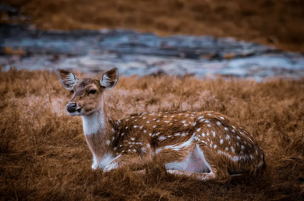 unsplash_bnar45pvZbY_Ranthambore.jpg.webp