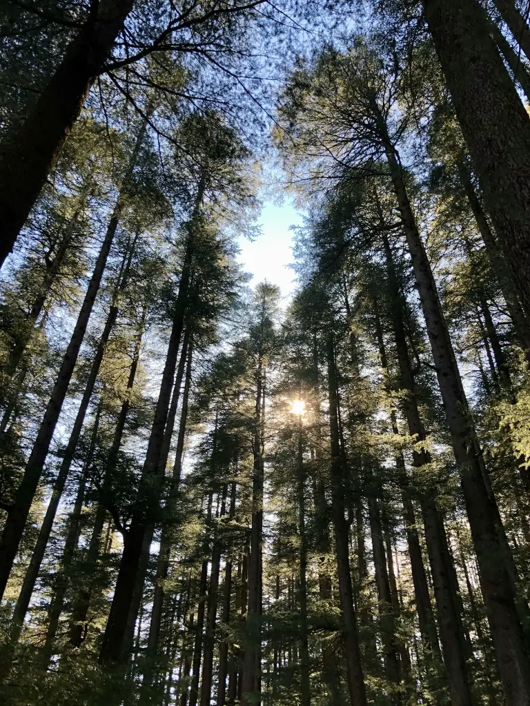 unsplash_RY-DMmr1nGc_manali.jpg.jpg.jpg.jpg.jpg.webp