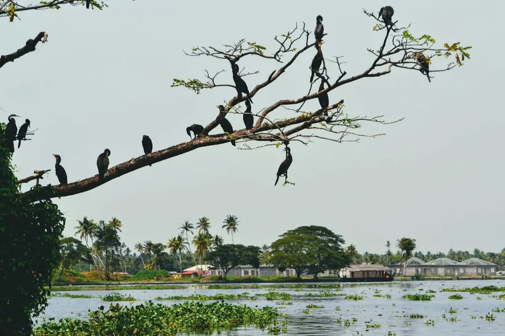 unsplash_yJA1VIez2Eo_kerala.jpg.jpg.jpg.jpg.jpg.jpg.jpg.webp