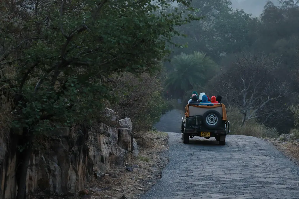 unsplash_cVCNWcy5fKo_Ranthambore.jpg.jpg.jpg.jpg.jpg.jpg.webp