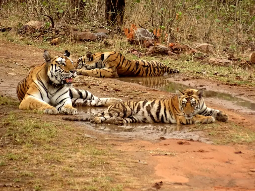 Explore Panna with Safari 3Night/4Days GOD-116