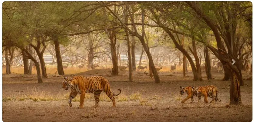 Wildlife Jim Corbett 2Night/3Days GOD-138