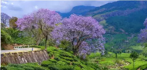 Saver Delight Kerala 5N/6Days Premium Package