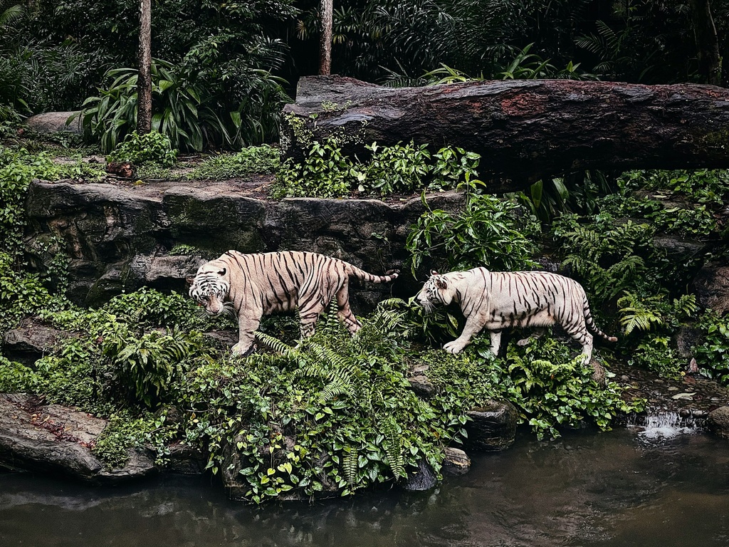 Panna Safari