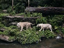 Panna Safari