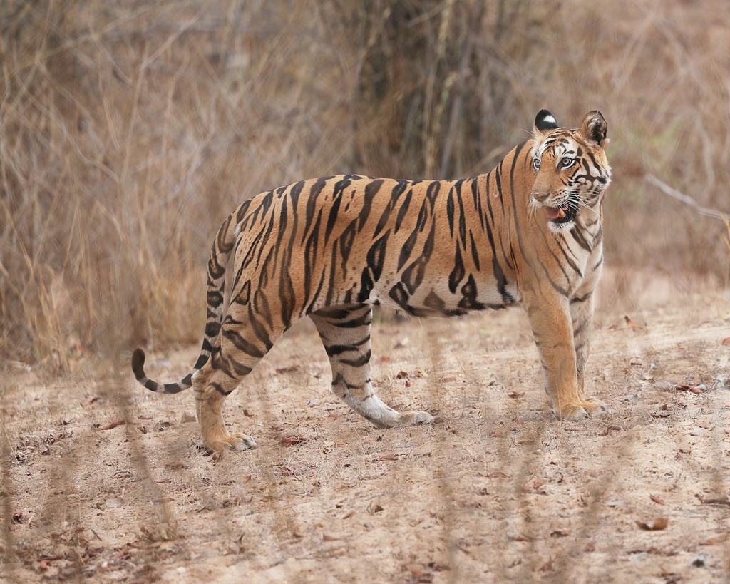 Grand Madhya Pradesh Heritage, Wildlife & Spiritual Journey – 17 Days