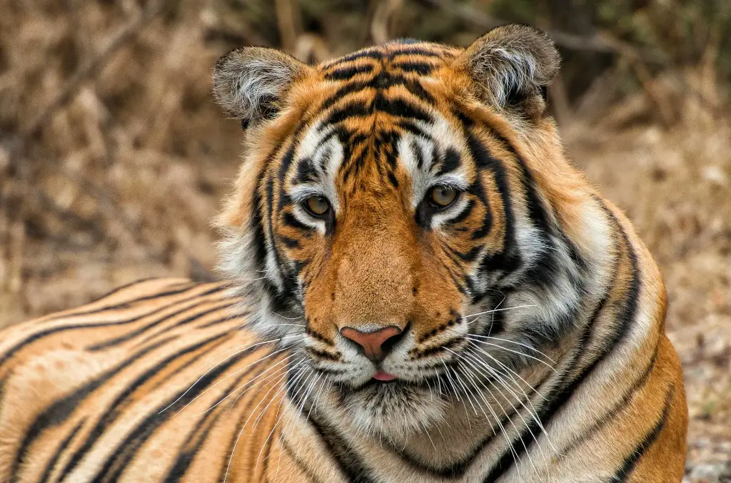 "Ranthambore Trip" 1 Night 2 days 28 March 2026