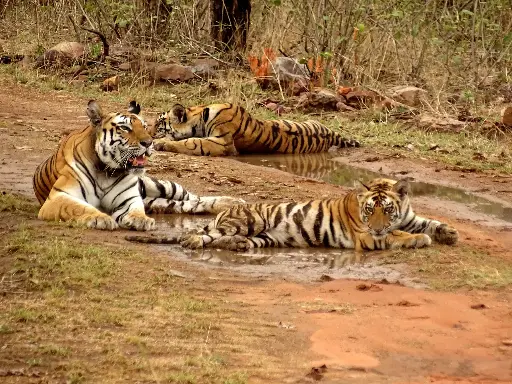[Create by Aman Gupta] Explore Panna with Safari 3Night/4Days GOD-116