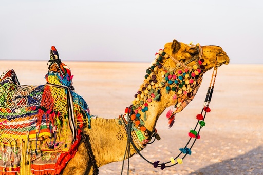 Rann Of Kutch Utsav 03 Nights 04 days (18 November 2025)