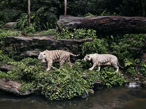 Panna Safari